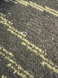 Fingernail clippings on the floor between the beds