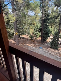 So many deer visiting daily!