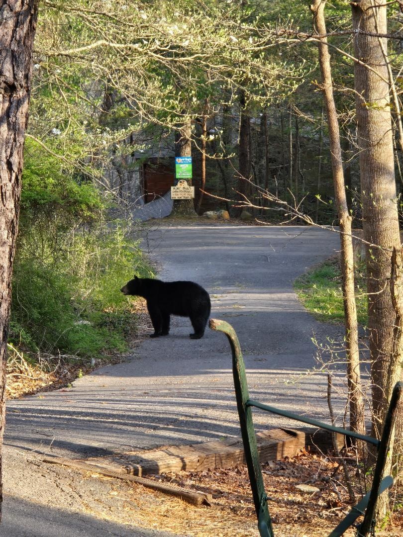 Bear in front of cabin
