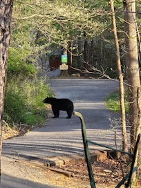 Bear in front of cabin