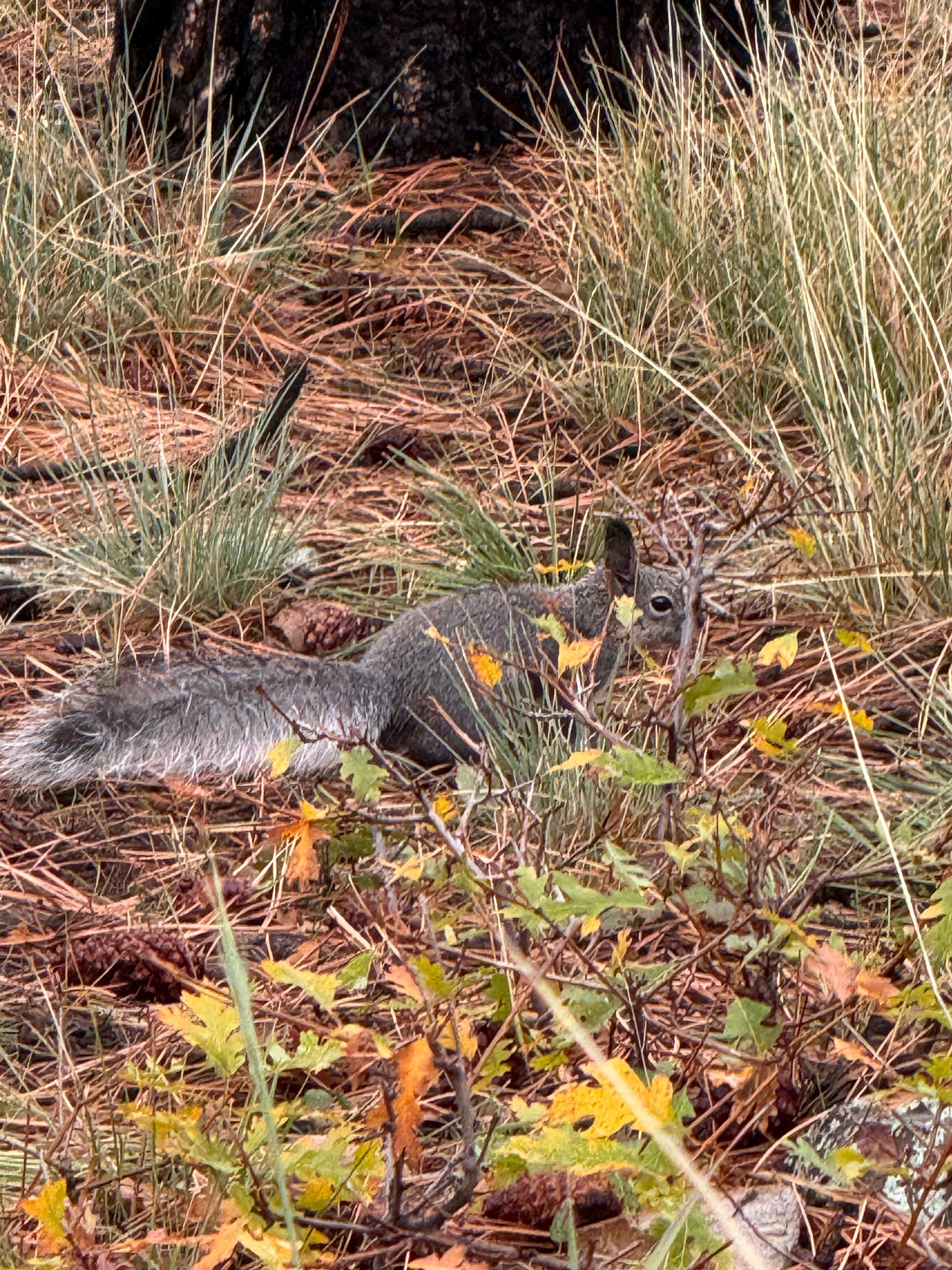Albert’s squirrels 