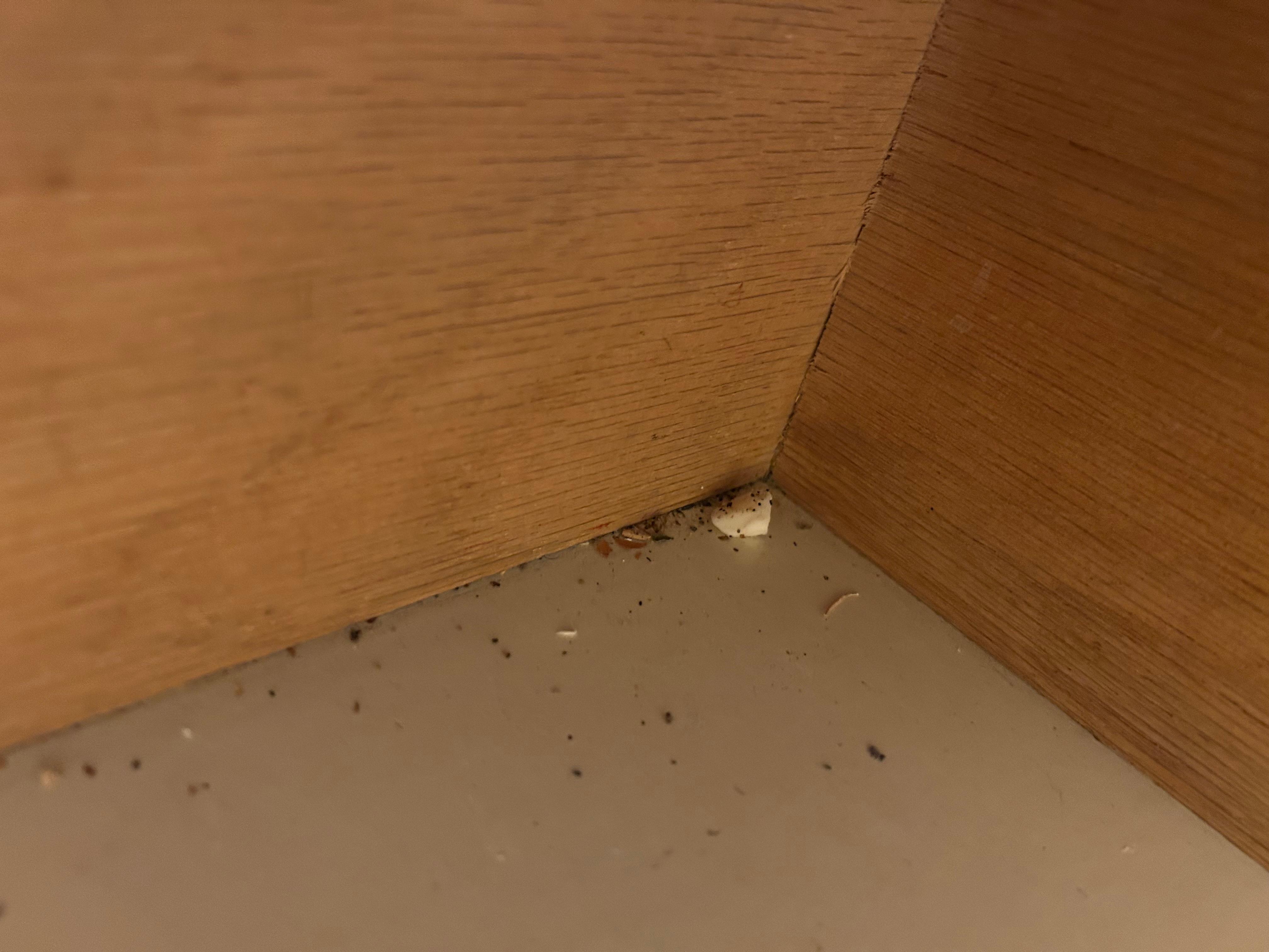 Bug droppings in the cabinets