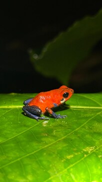 Kevin took us on a night tour. He is full of in depth knowledge of the local wildlife.
