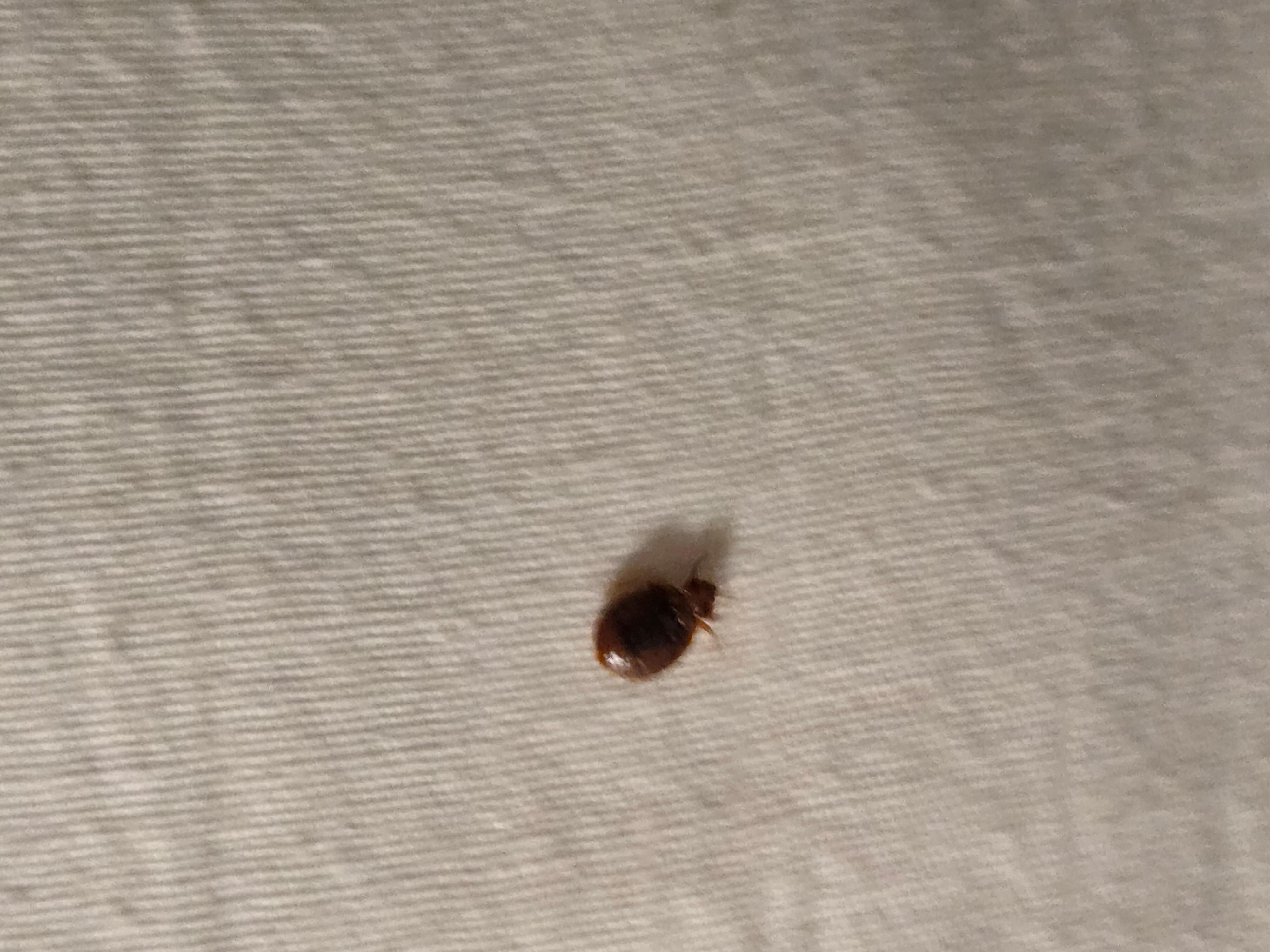 Bed Bug