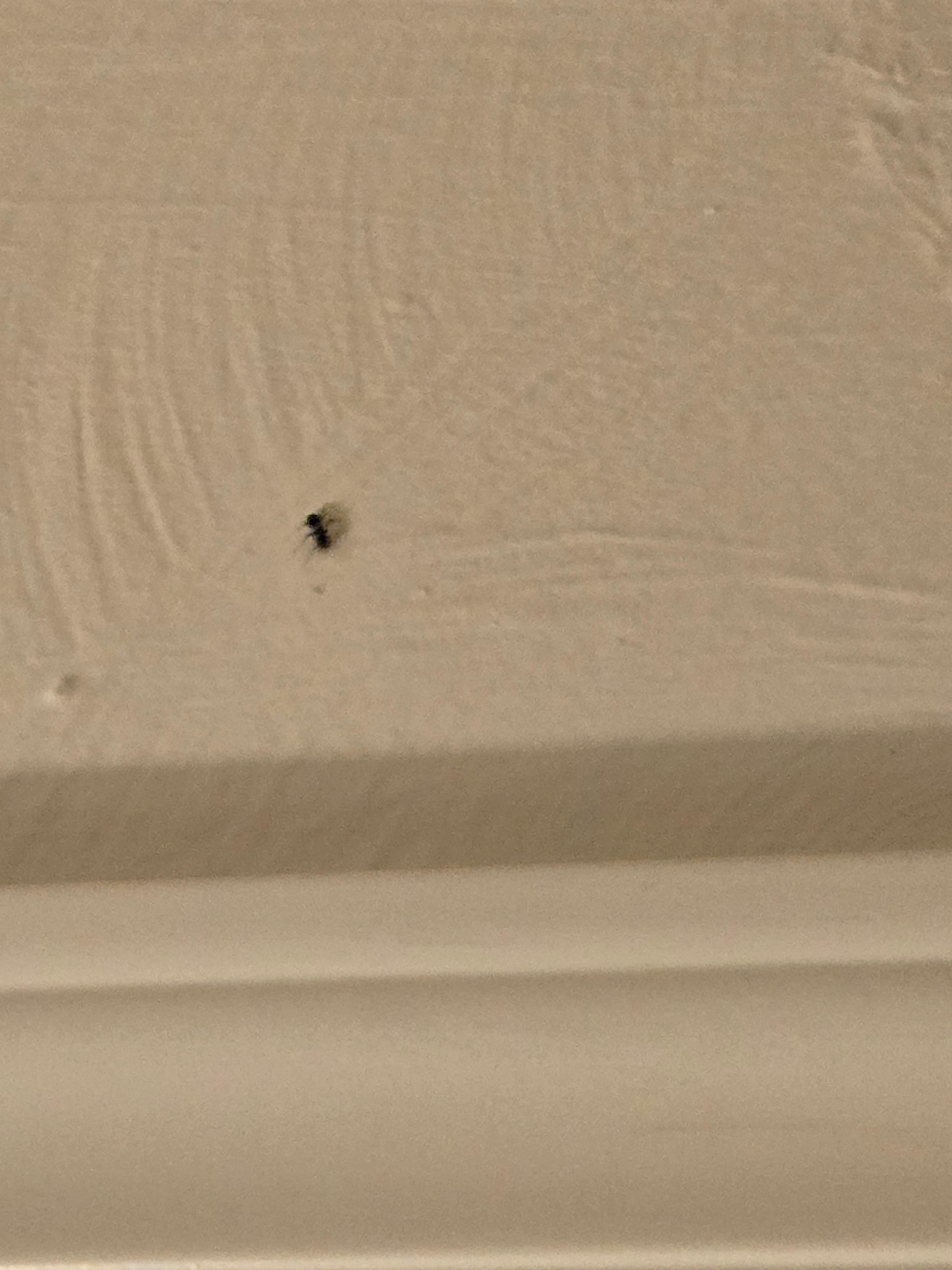 Bug's on the ceiling 