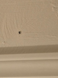 Bug's on the ceiling