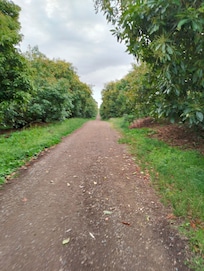 View of one walk track through orchard, at the end is views out to Whale Island