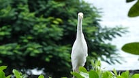 Cute bird