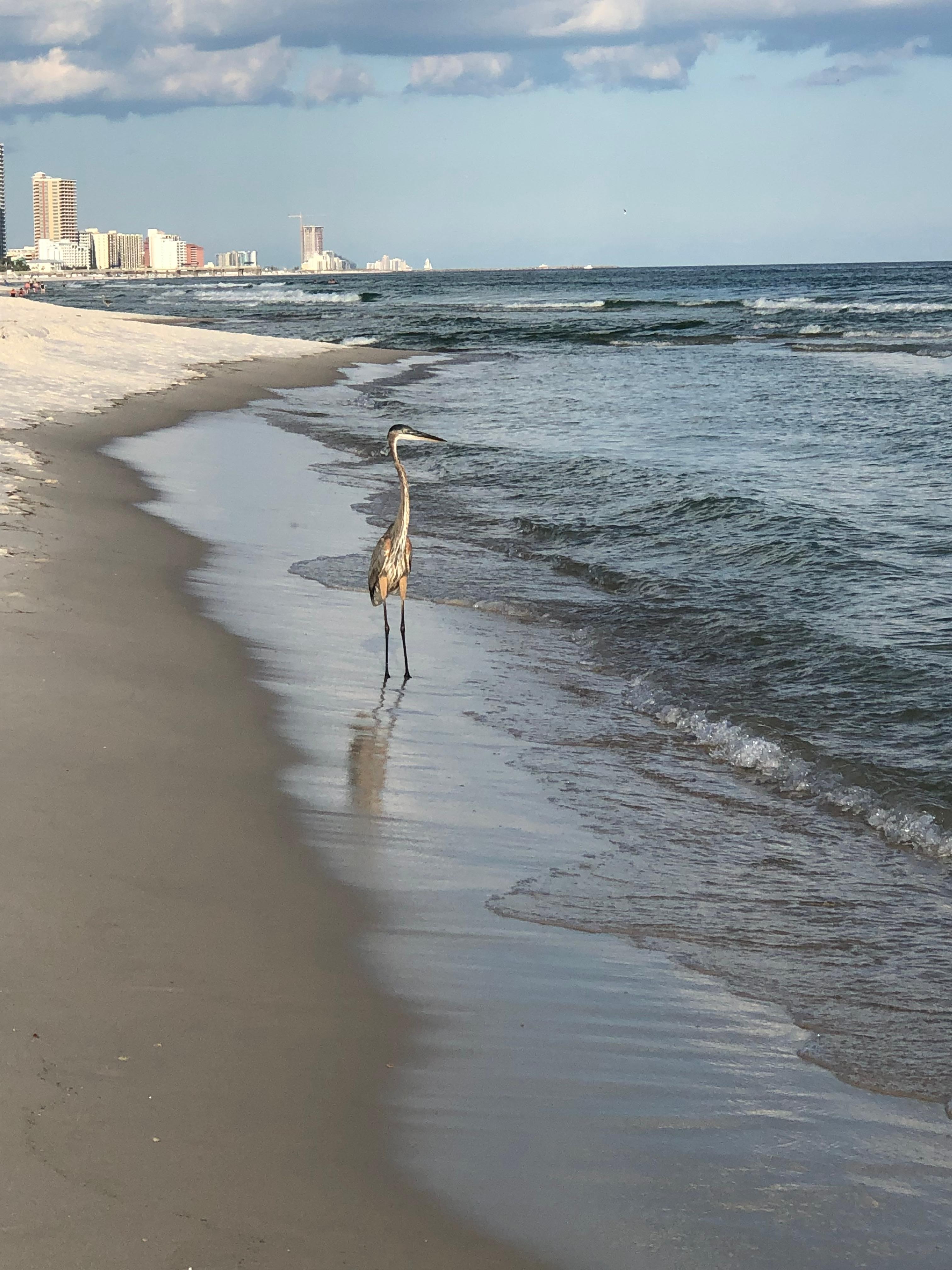 Calming, peaceful beachwalks