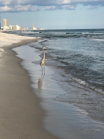 Calming, peaceful beachwalks