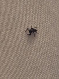 Bug in our bed