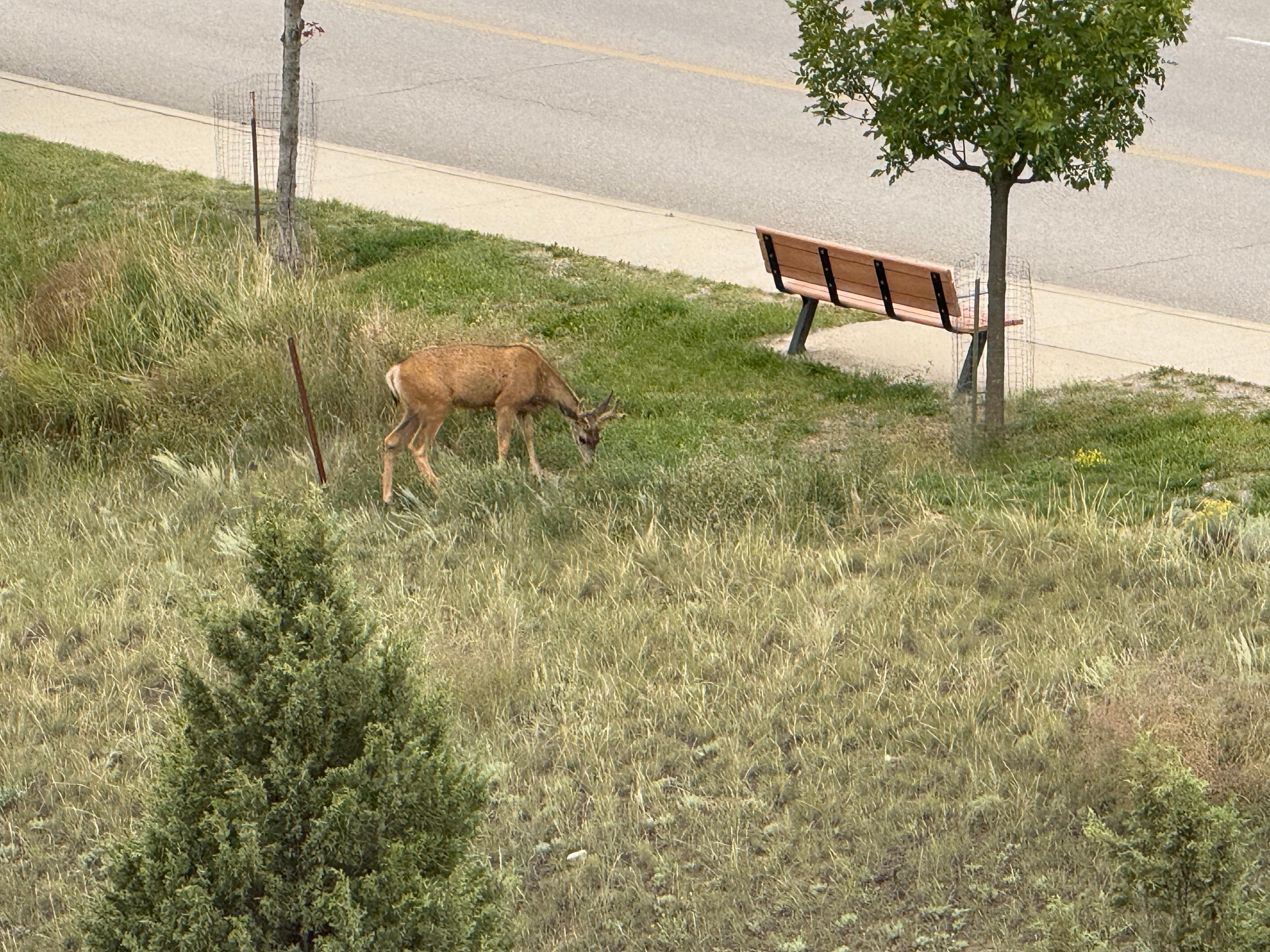 Saw a couple of deer from the balcony. Here’s one. 
