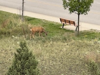 Saw a couple of deer from the balcony. Here’s one.