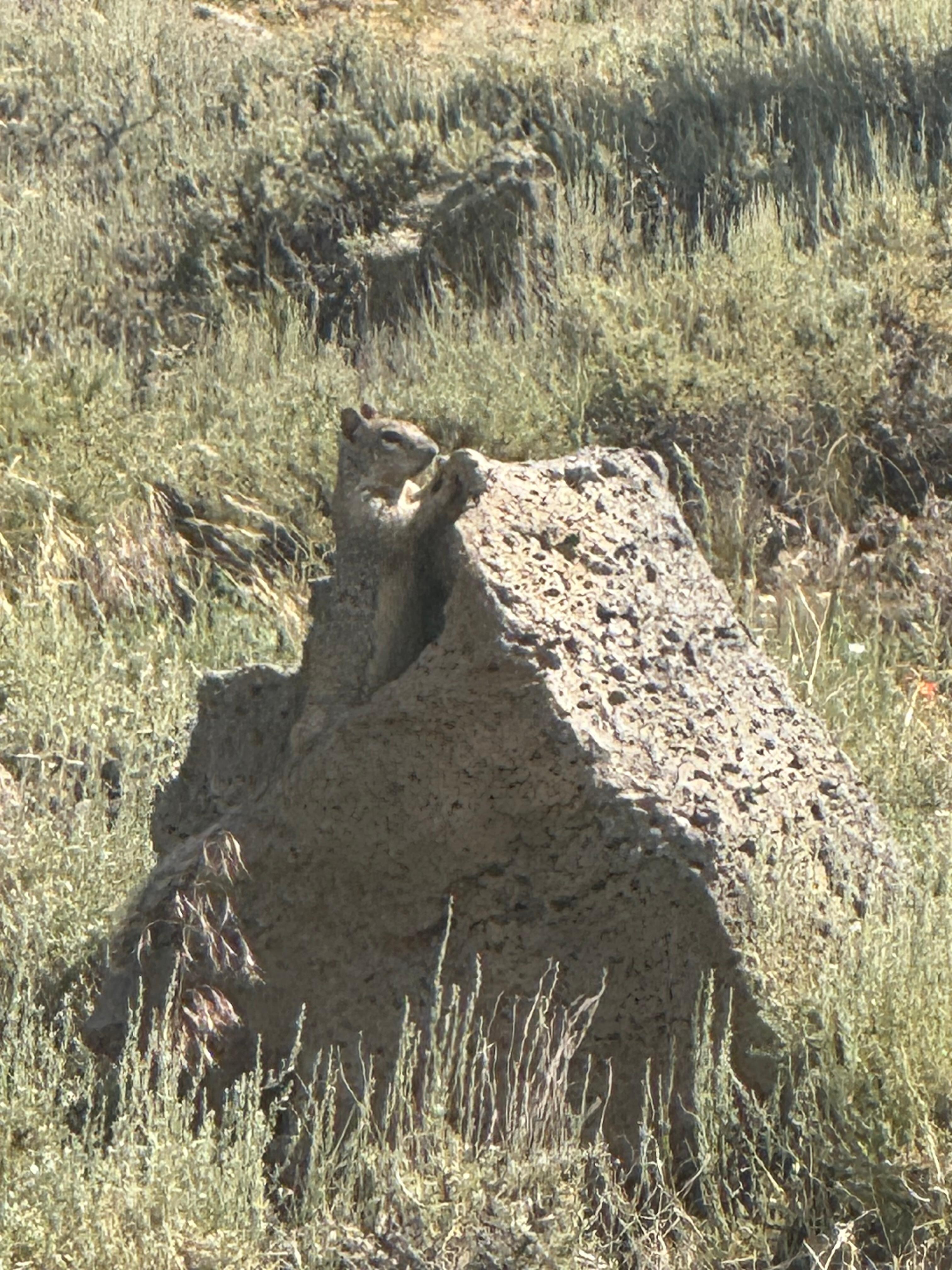Ground squirrels