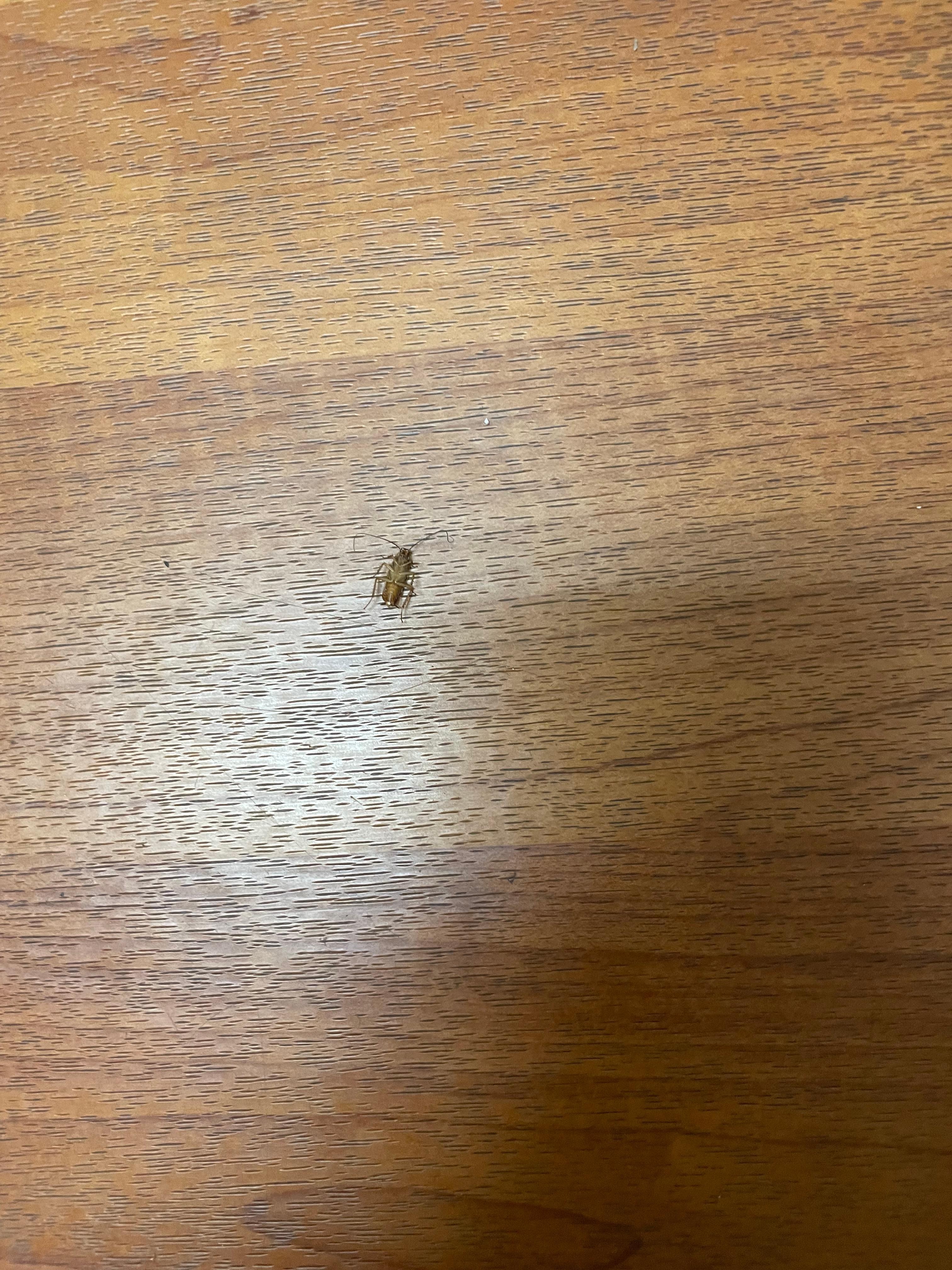 Cockroach
