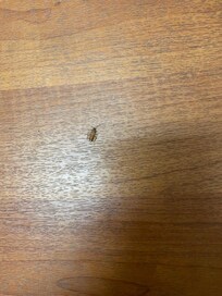 Cockroach