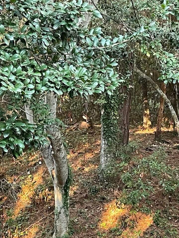 Six point buck resting in the backyard woods. 