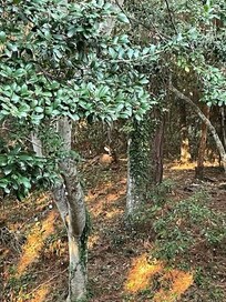 Six point buck resting in the backyard woods.