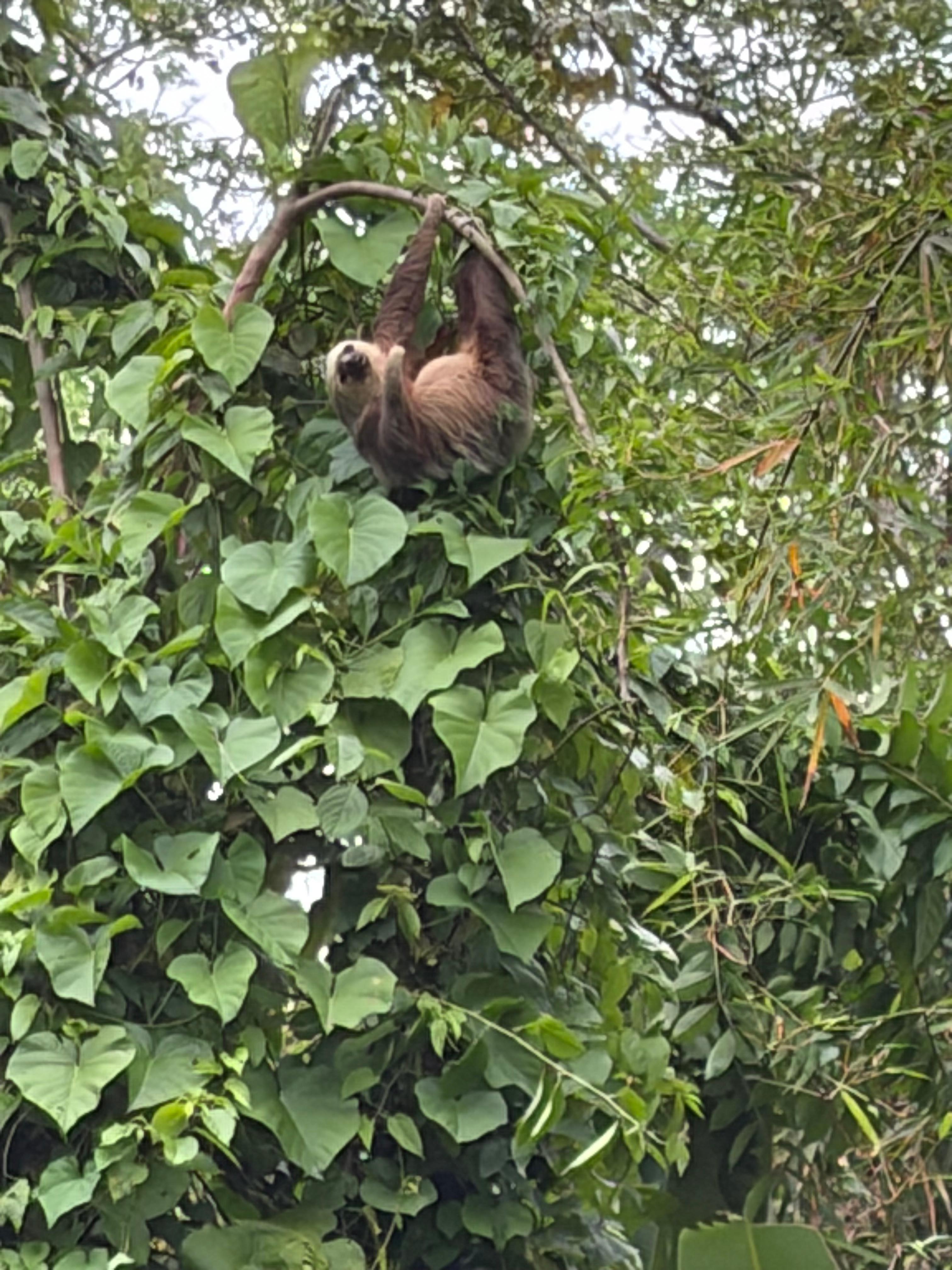 Sloth near the beach club