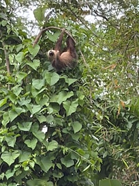 Sloth near the beach club