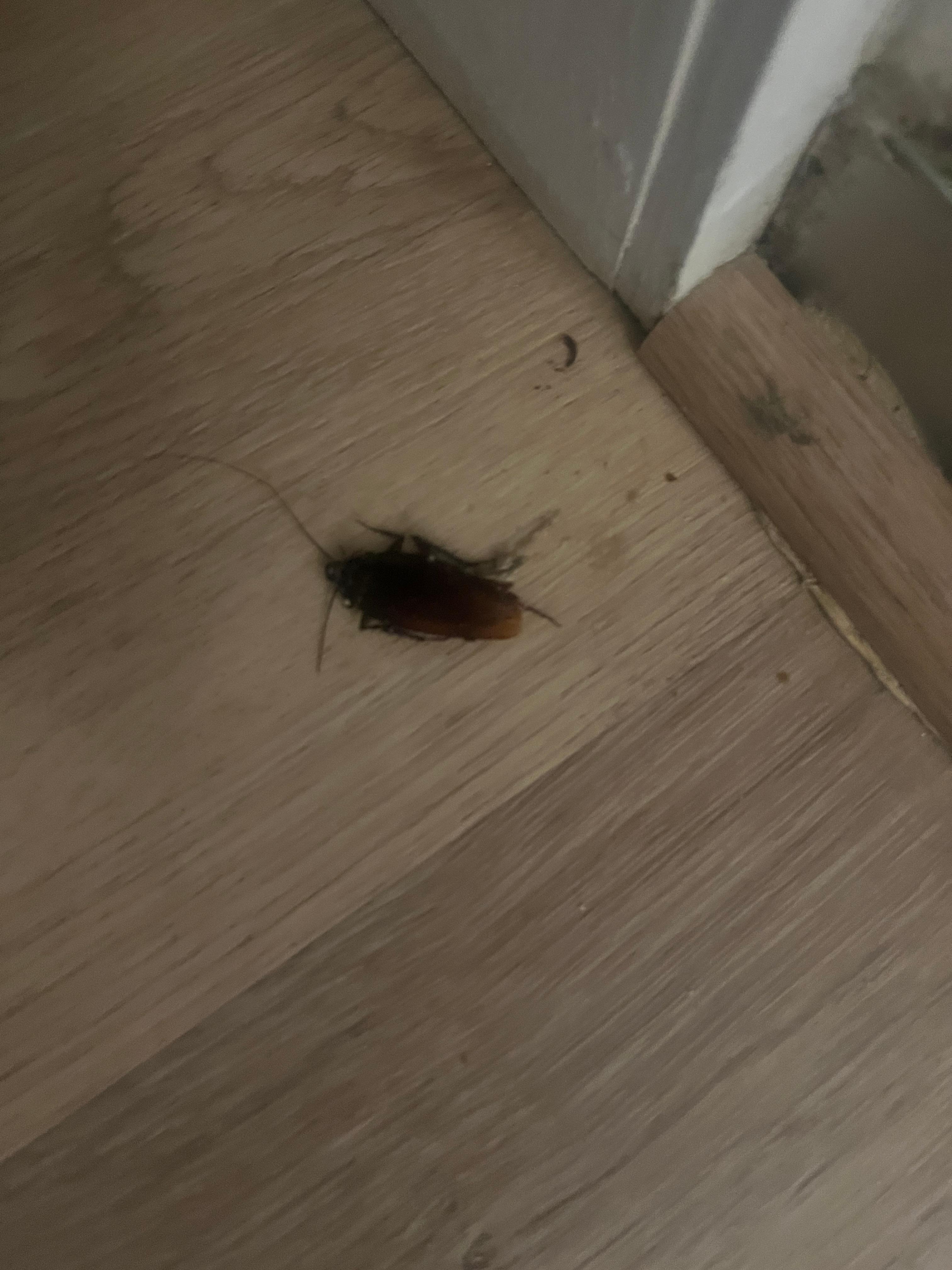 Cockroach 