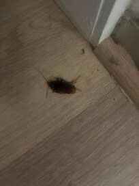 Cockroach