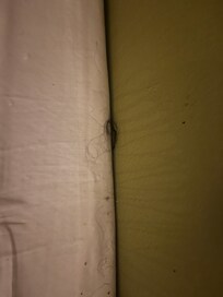 Ball of human hair between the wall and the box springs.