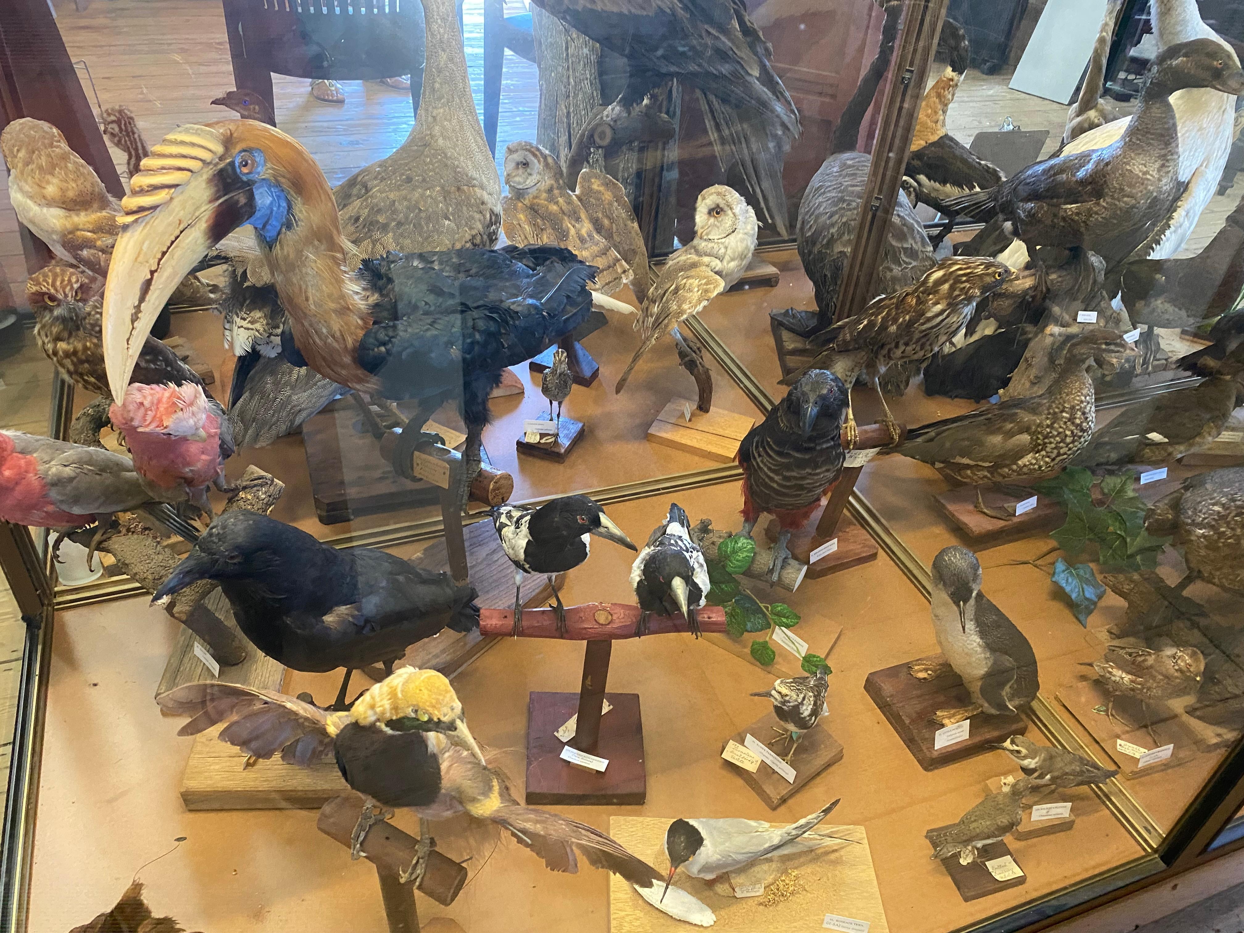 Taxidermy at museum in Mertoa
