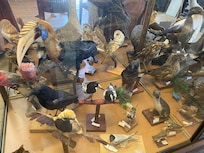 Taxidermy at museum in Mertoa