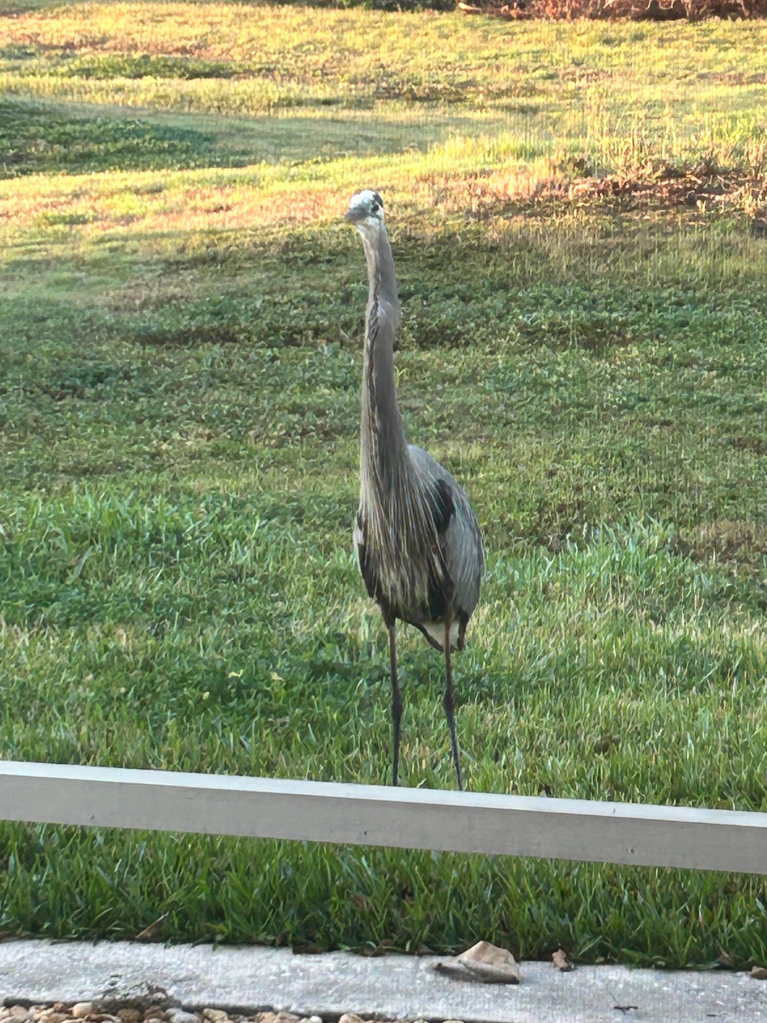 Our morning visitor. Very friendly. 