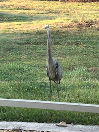 Our morning visitor. Very friendly.