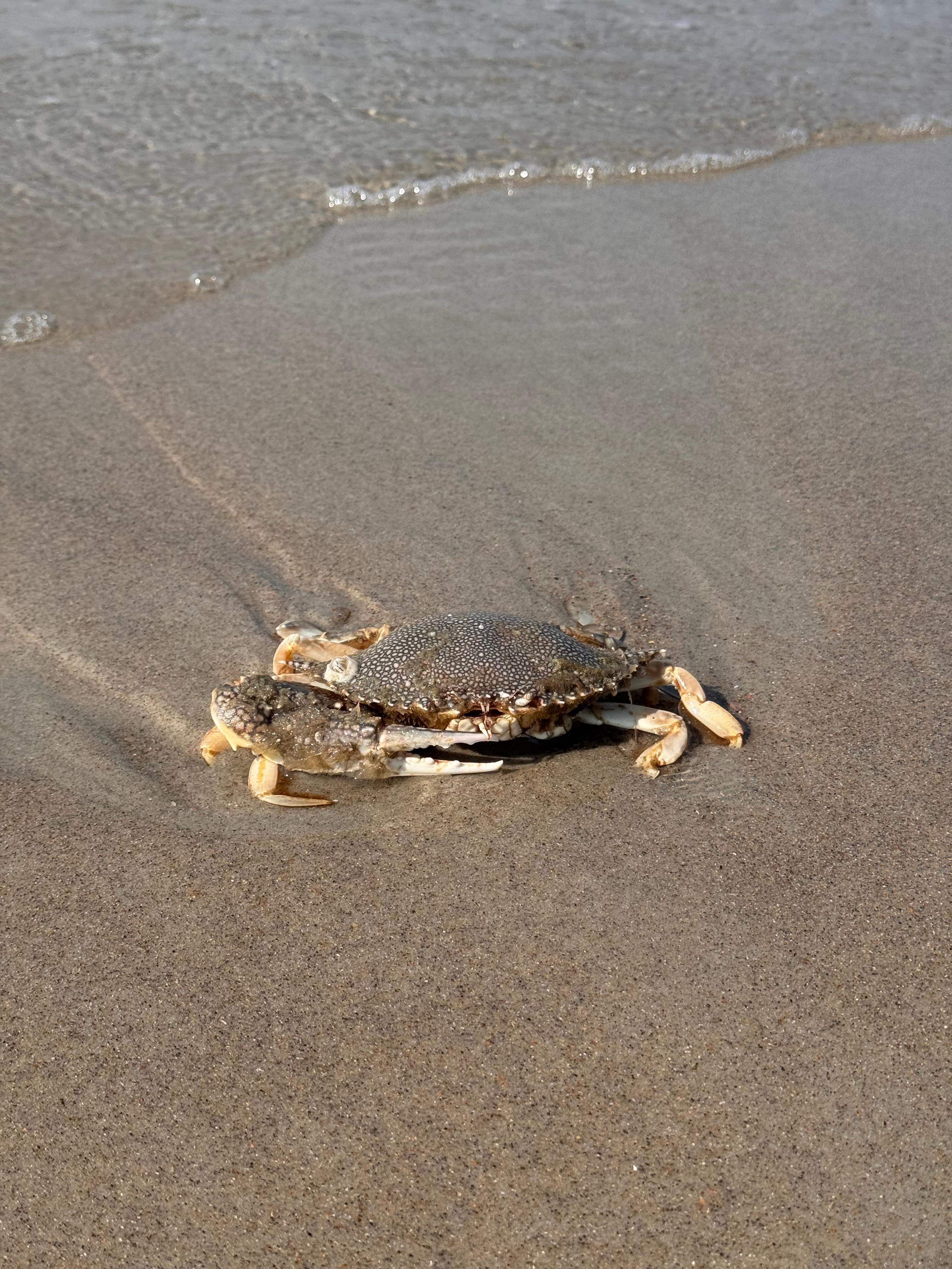 A friendly crab found on a beach walk