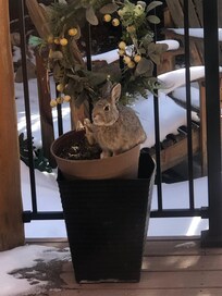 Rabbit that lived behind the cabin. It liked to hop up on the planter and look at my dog.