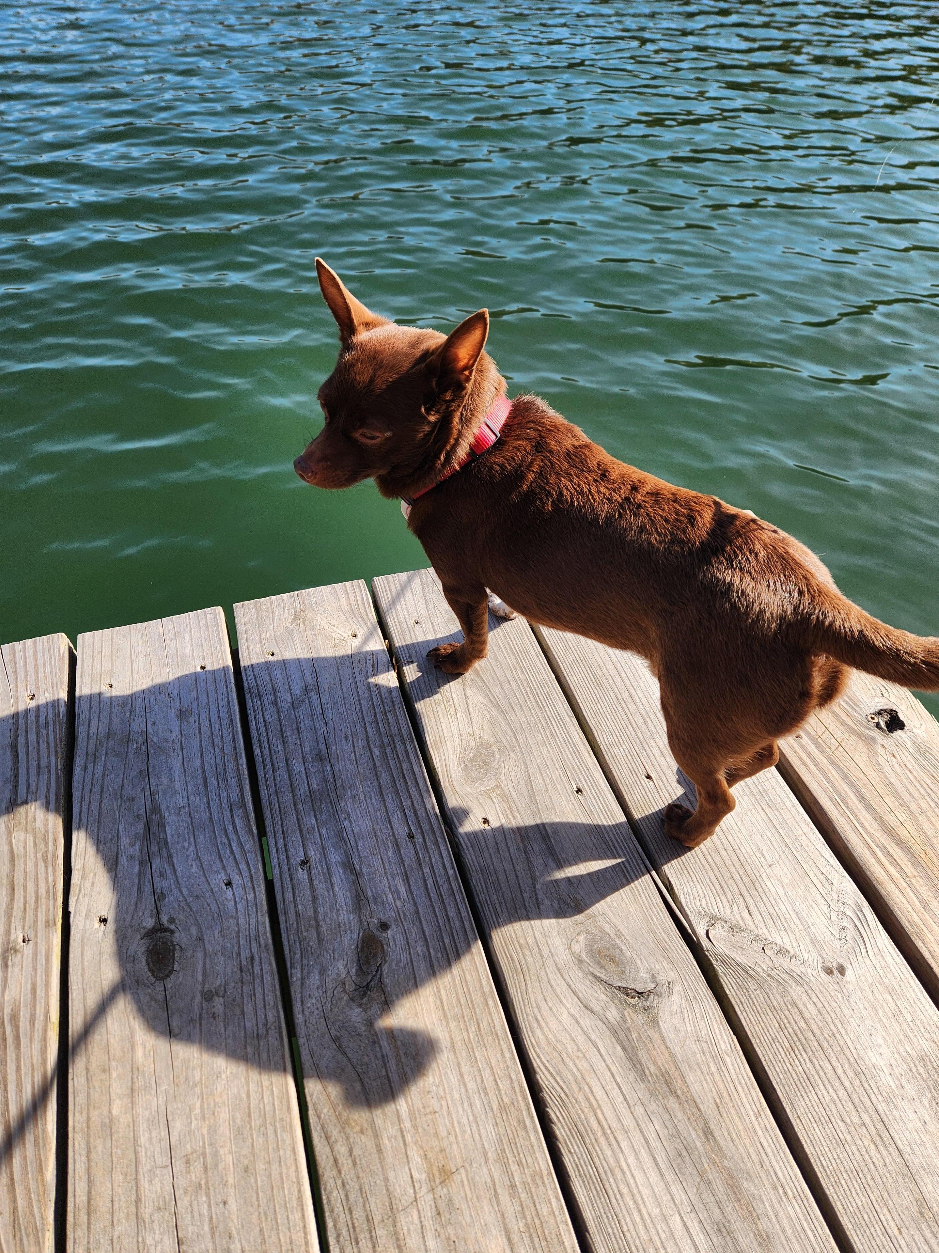 Our chiweenie joining in