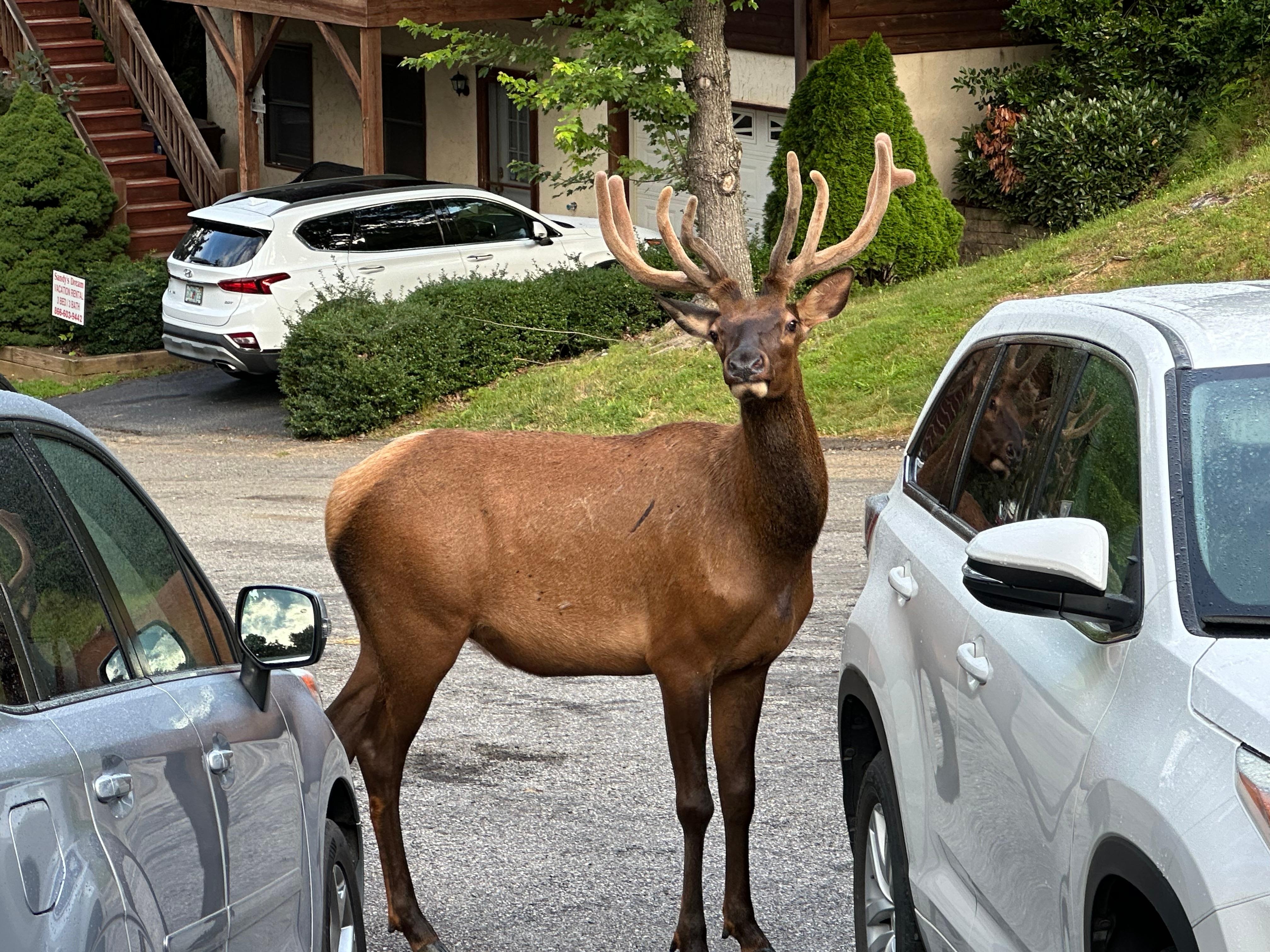 We had a visit from the local wildlife.