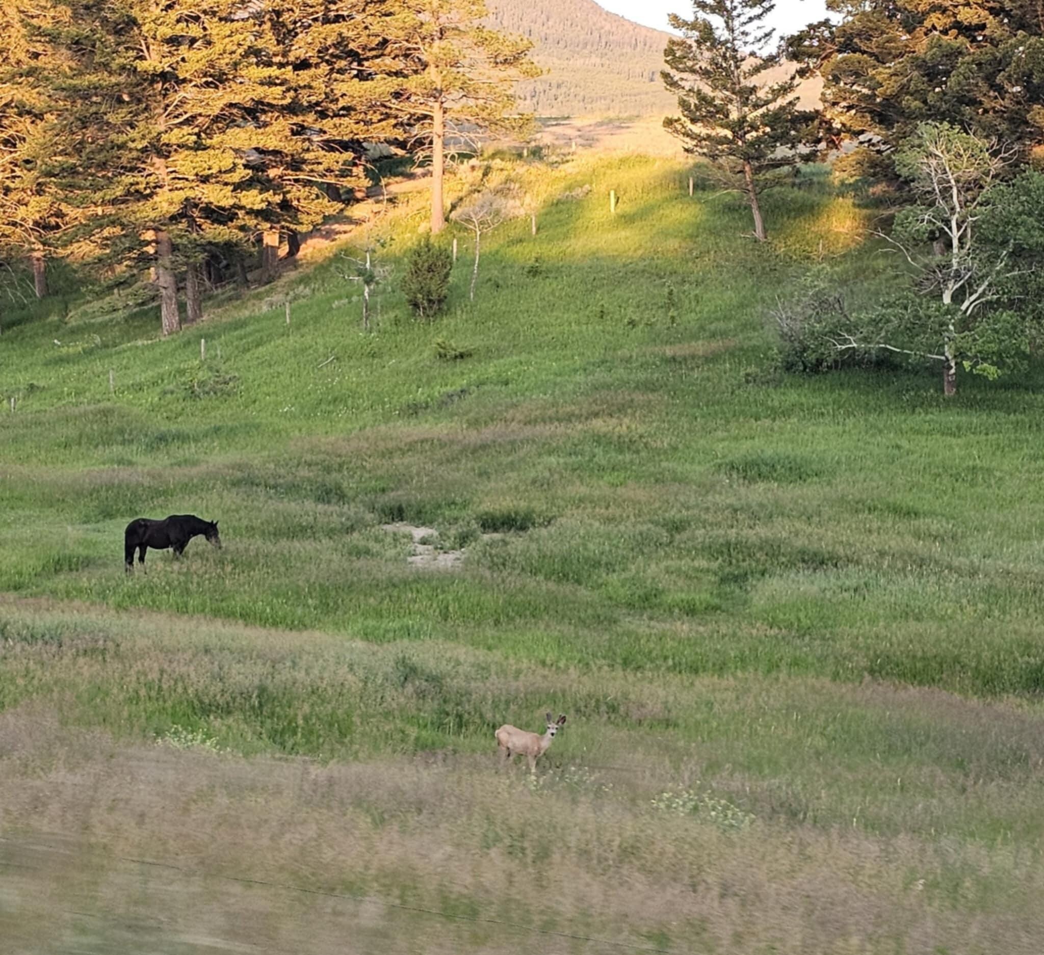 Mule deer