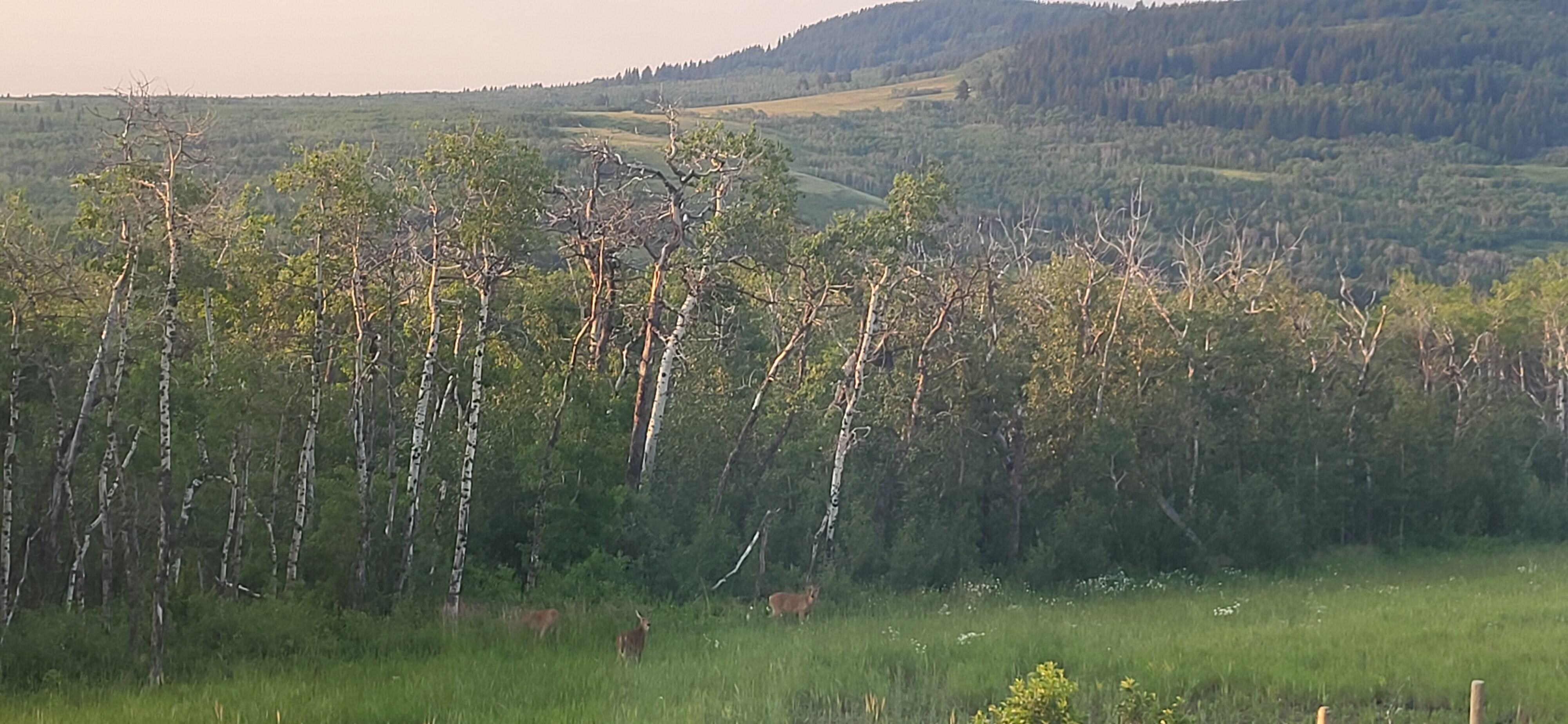 View from front balcony