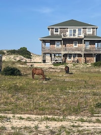Day trip in Corolla! We saw the wild horses roam.