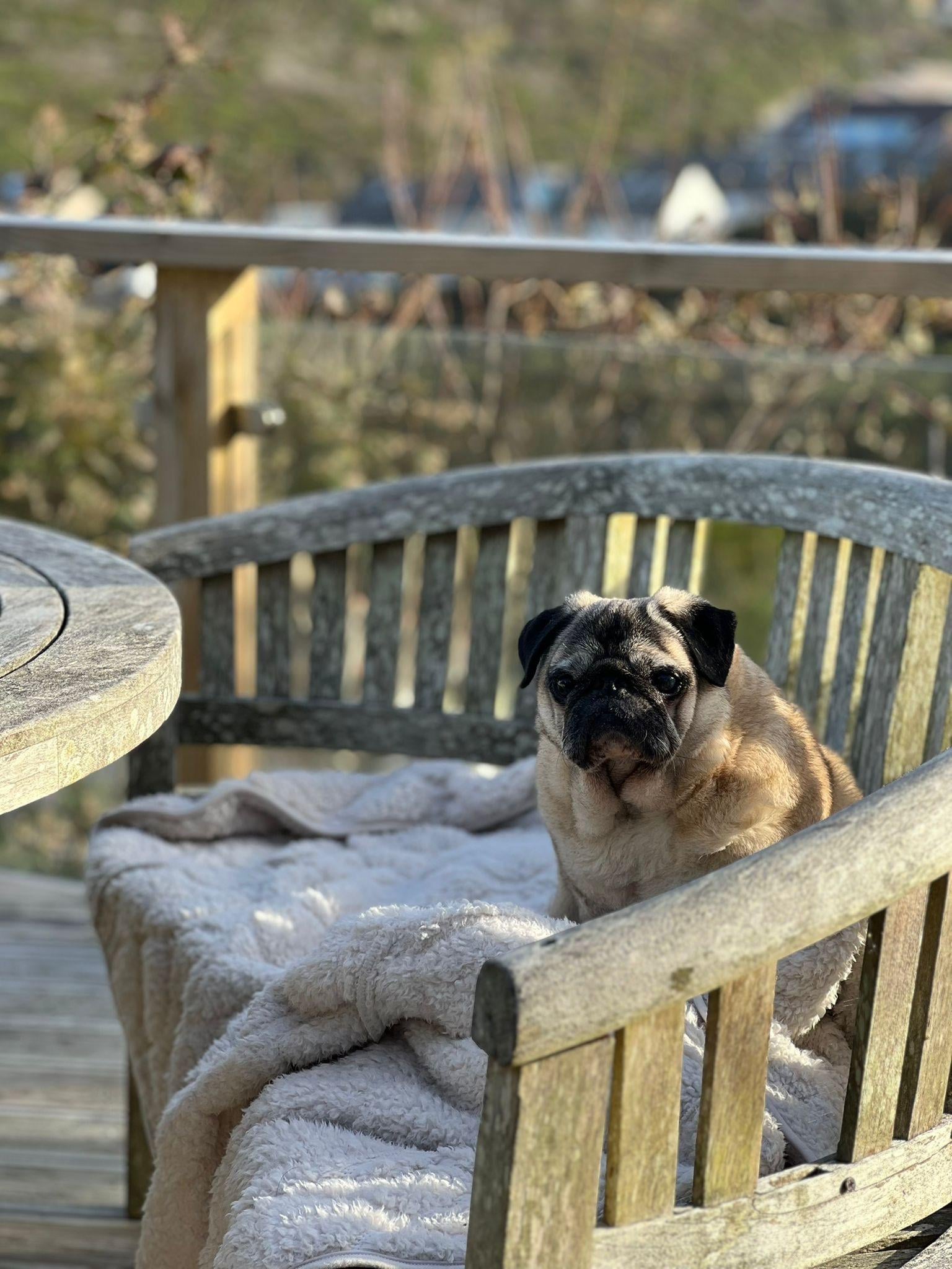 Teddie enjoying the  lovely decking area