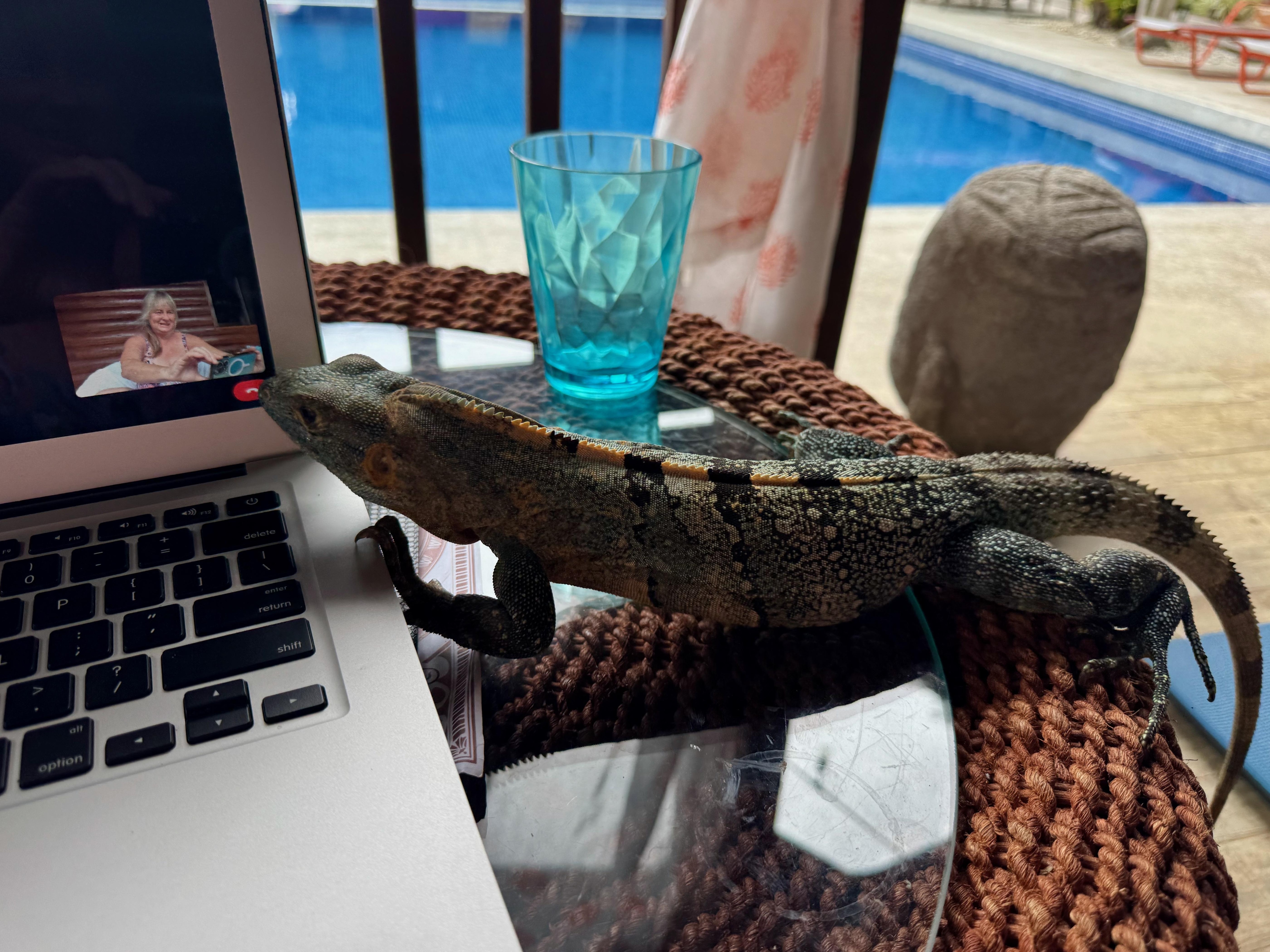 spiny black iguana came to visit. I respectfully watched and let him quietly move on. 