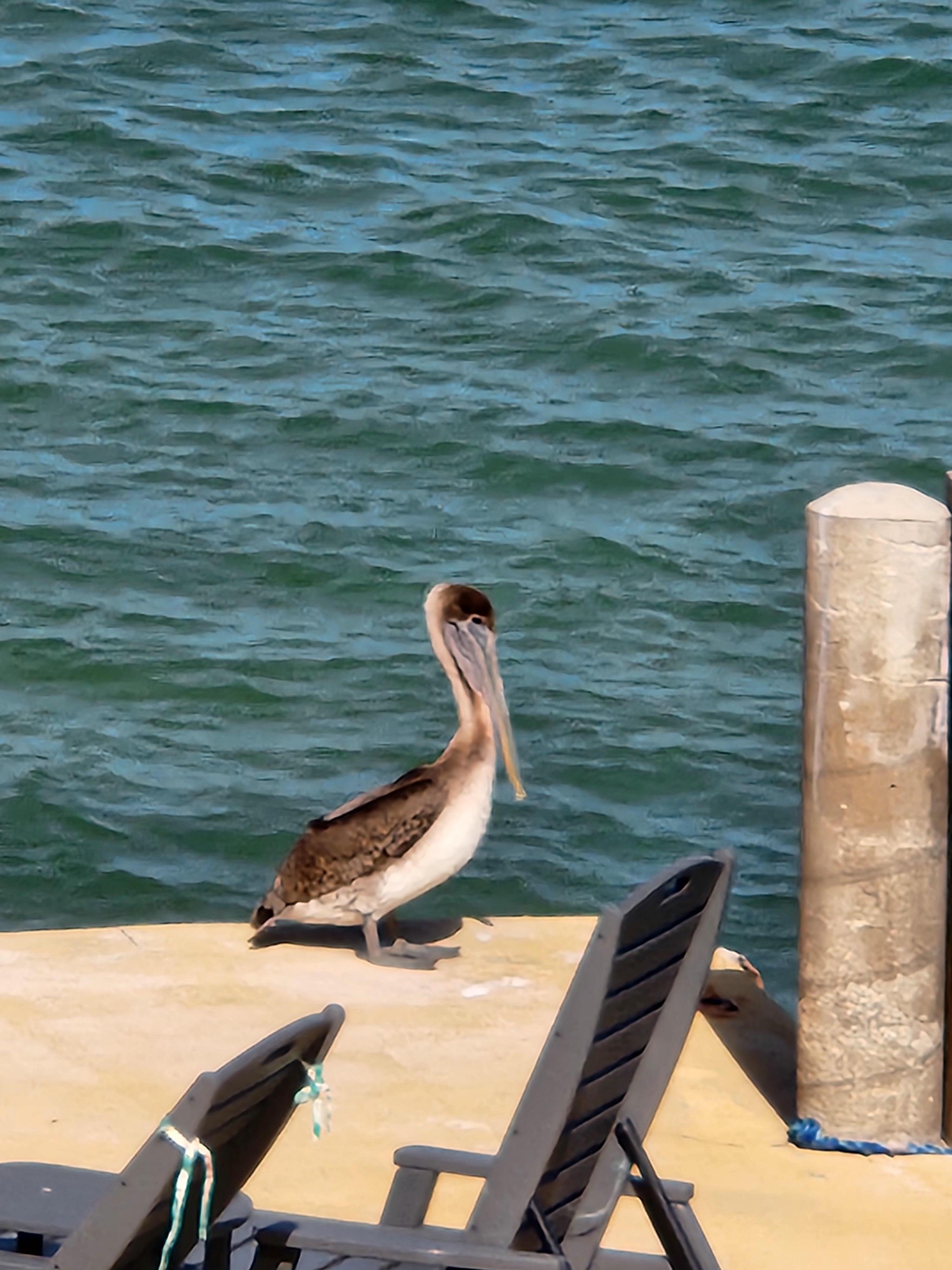 Visitor on pier