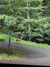 We saw deer several times during our stay.