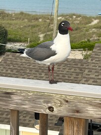 We named this seagull Freddy.