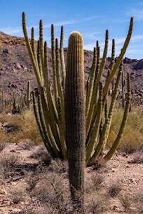 Cactus out of town