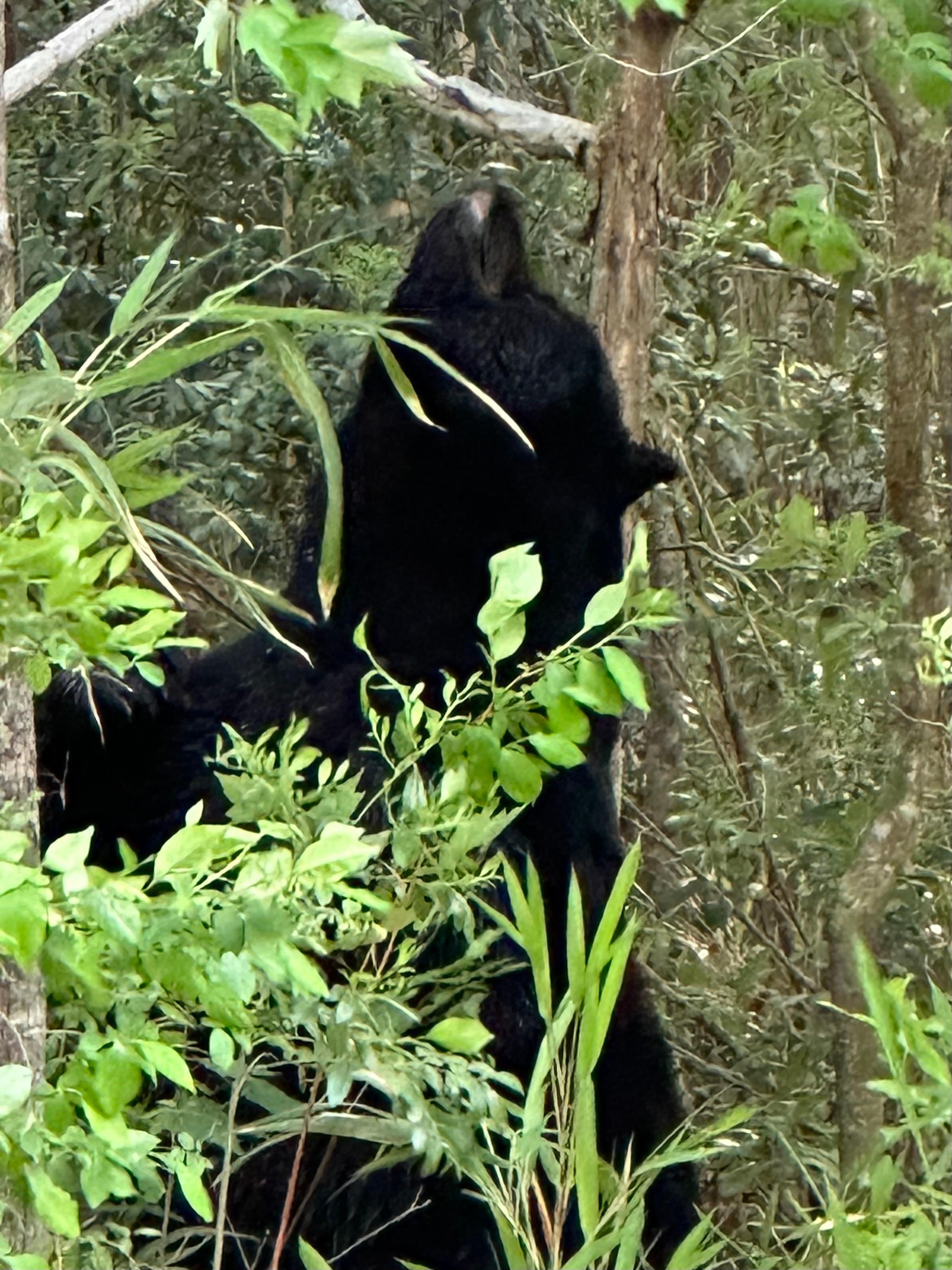 Alligator River close by