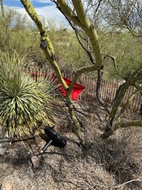 Umbrella blown into brush. Owner notified.