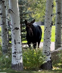 Our curious moose!