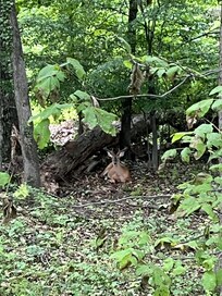 Buck laying just off the deck!