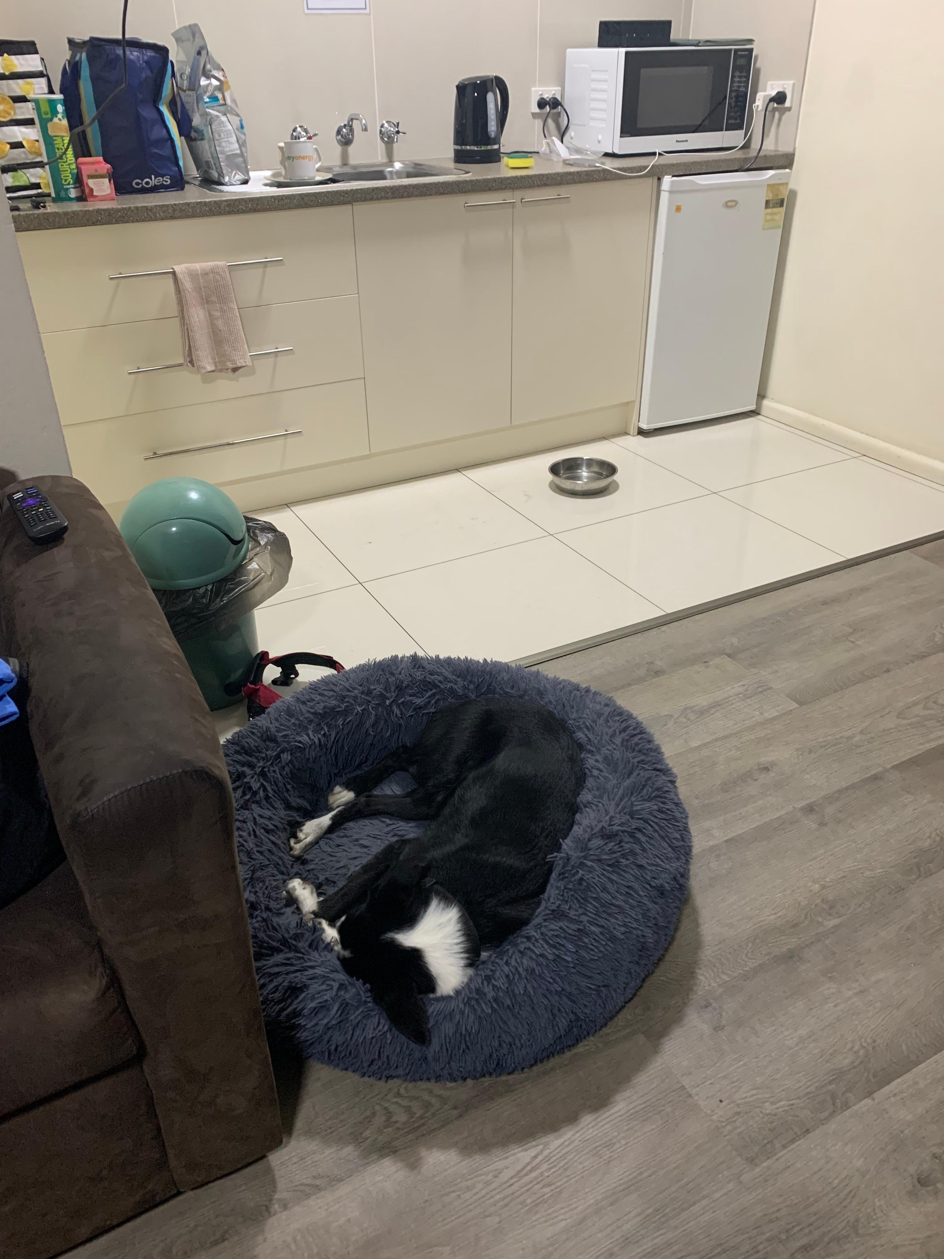 Kitchen area we bought her bed with us 
