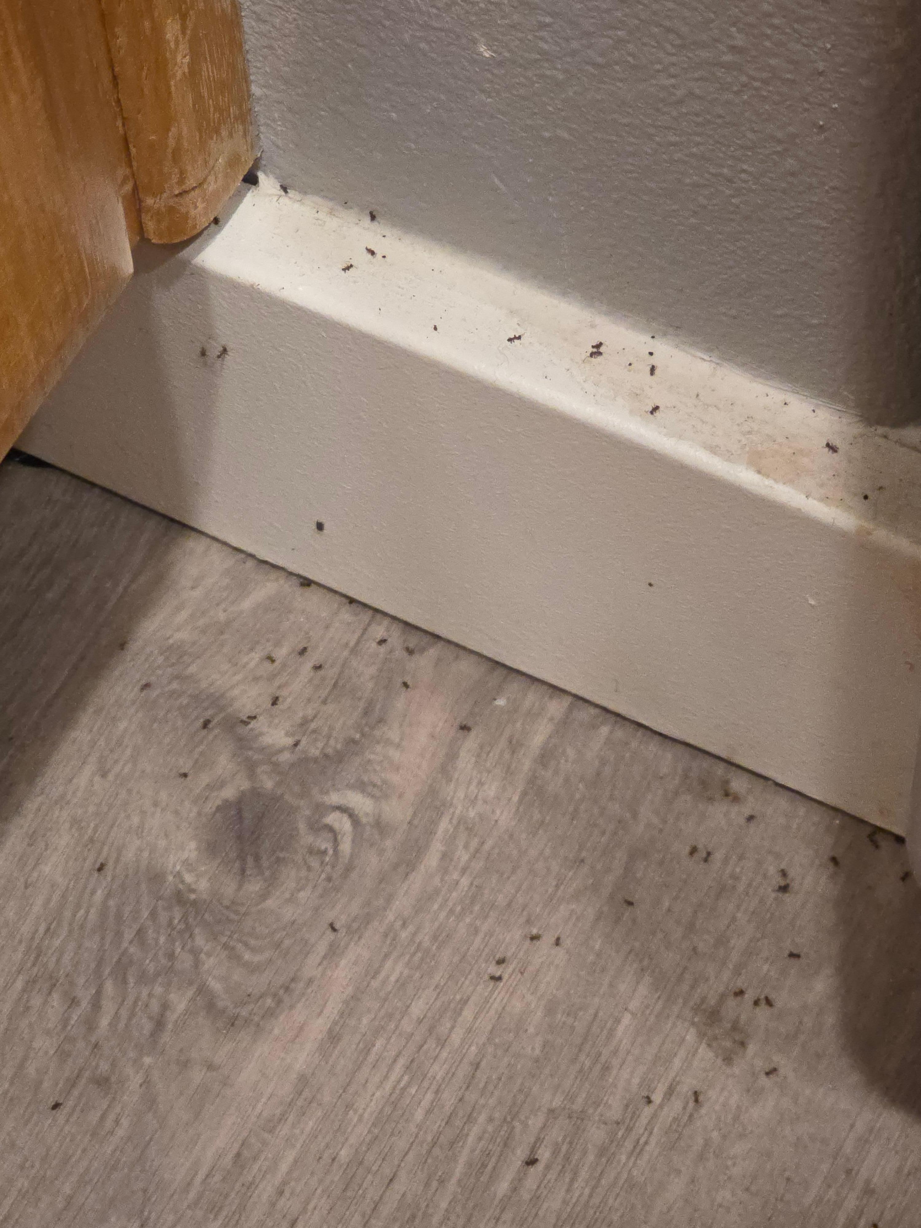 Dead ants on kitchen floor 